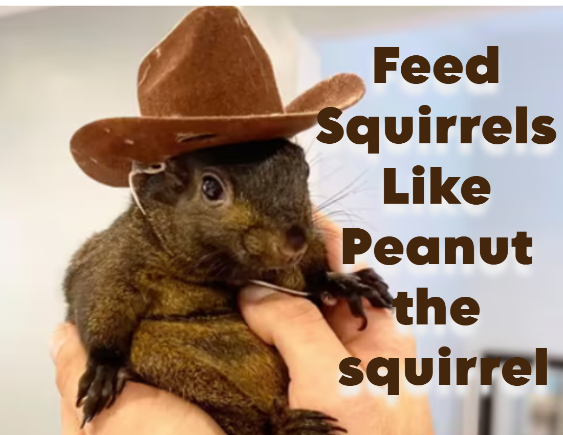 peanut the squirrel