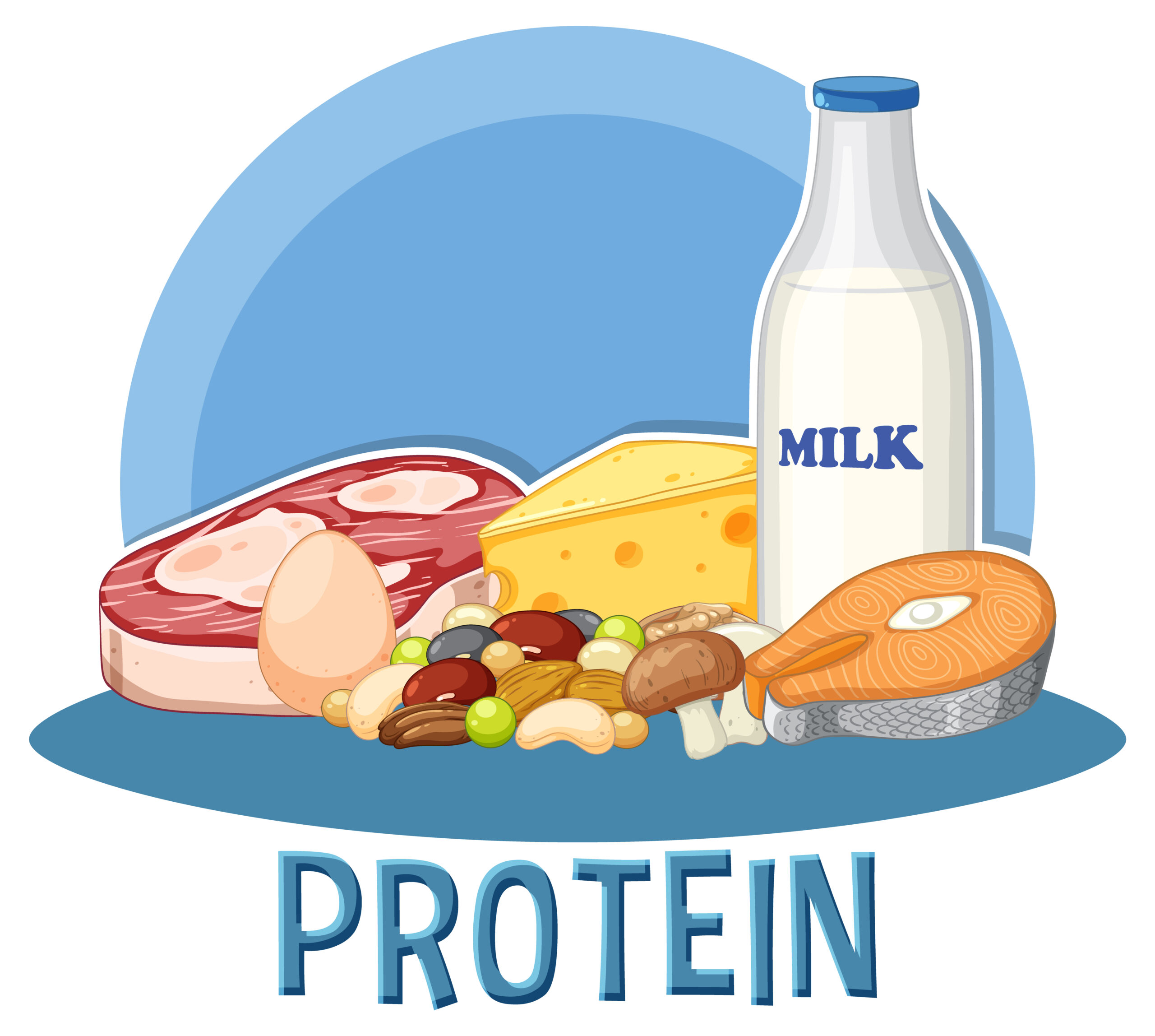 role of protein in muscle growth,