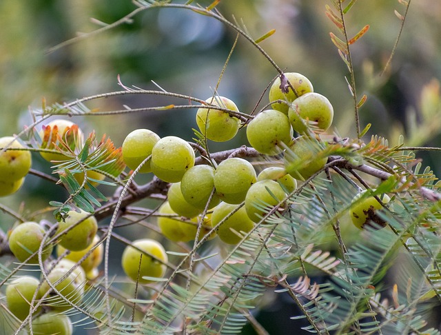 amazing health benefits of amla, including